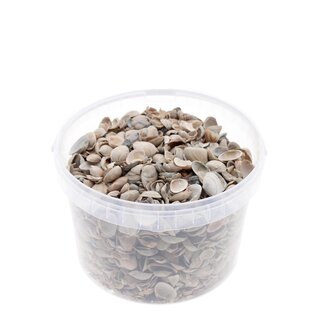 4A North Sea Shells in reusable bucket | Colour: Brown | Bucket contents 3 litre | Per bucket