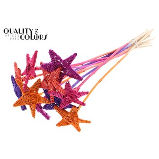 QC Rattan Lata Star on stem “Sunset Berry Mix” | Colour: Mixed Colours | Lata Star flat stake | Length stake ± 50 centimetre | Per 10 stakes