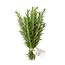 Fresh Rosemary from Italy | Colour: Natural Green | Fresh Flowers | Length ± 50 centimeter | Weight ± 200 gram | Per bunch