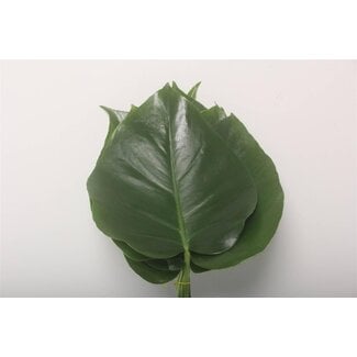 Freshy Monstera Blad 15 Cm