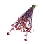Dried Lona | Colour: Pink | Lonas Annua Dried flowers | Length ± 55 centimeter | Weight 100 gram | Per bunch