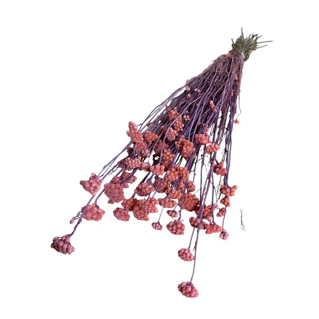 Gedroogde Lona | Kleur: Roze | Lonas Annua Droogbloemen | Lengte ± 55 centimeter | Gewicht 100 gram | Per bos