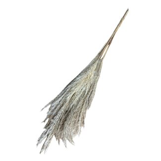 Dutch Dried Dried Miscanthus Plumes | Colour: Natural | Miscanthus Dried Flowers | Length ± 70 centimetre | Per 10 plumes