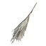 Dried Miscanthus Plumes | Colour: Natural | Miscanthus Dried Flowers | Length ± 70 centimetre | Per 10 plumes