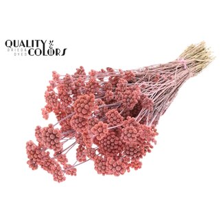 QC Dried Lona | Colour: Frosted Pink | Lonas Annua dried flowers | Length ± 50 centimeter | Per bunch