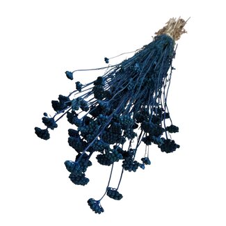 Dutch Dried Dried Lona | Colour: Dark blue | Lonas Annua Dried flowers | Length ± 55 centimeter | Weight 100 gram | Per bunch