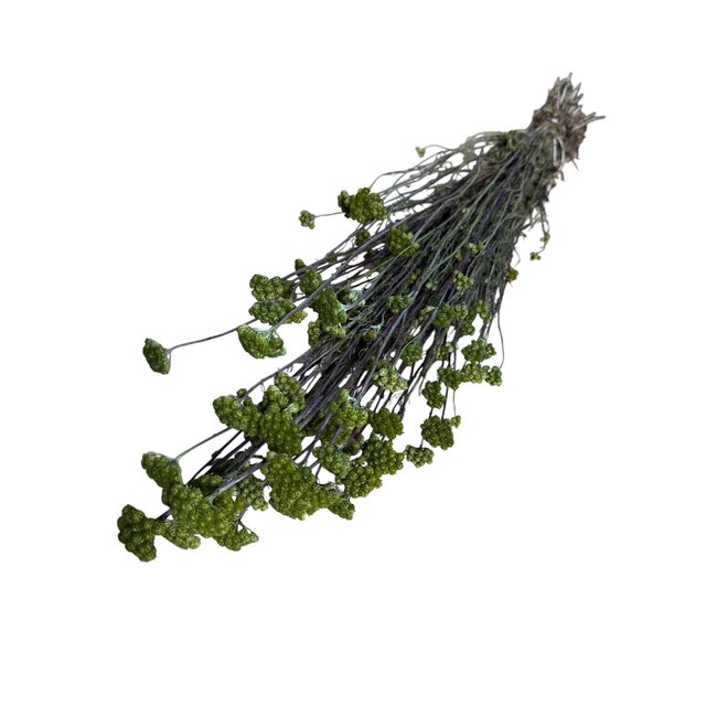 Dried Lona | Colour: Green | Lonas Annua Dried flowers | Length ± 55 centimeter | Weight 100 gram | Per bunch