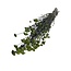 Dried Lona | Colour: Green | Lonas Annua Dried flowers | Length ± 55 centimeter | Weight 100 gram | Per bunch
