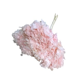 Casa Alegria Preserved Hydrangea | Colour: Light pink | Hydrangea Dried Flowers | Length ± 70 centimeter | Per stem