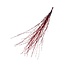 Dried Birch Branches | Colour: Red | Length ± 60 centimetre | Per 20 branches