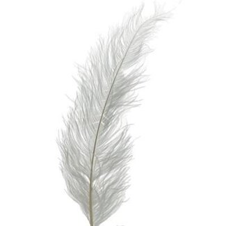 4A Ostrich Feathers | Colour: Natural White | Length ± 55 centimetre | Per 5 feathers