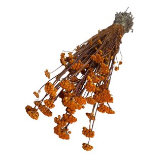 Dutch Dried Dried Lona | Colour: Orange | Lonas Annua Dried flowers | Length ± 55 centimeter | Weight 100 gram | Per bunch