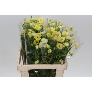Freshy Ranunculus B Magical Salmouse