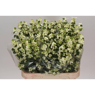 Freshy Symphoricarpos Mag Lemo Lime