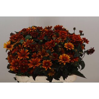 Freshy Heliopsis Red Shades