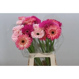 Freshy Gerbera * 65 Cm Mix Rose in Bos X10 (kwekers Keus)