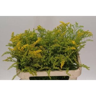 Freshy Solidago Strong Design