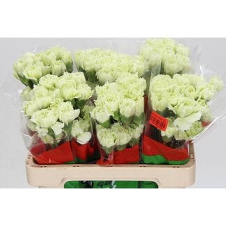 Freshy Anjer Kort Prado Mint