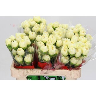 Freshy Anjer Kort Cream Rodas 55