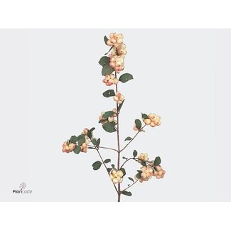 Freshy Symphoricarpos Charm Fantasy