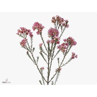 Freshy Chamelaucium Sarahs Delight