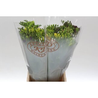 Freshy Freesia enkel Gemengd