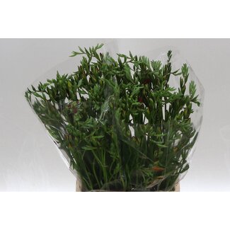 Freshy Freesia dubbel Fuego