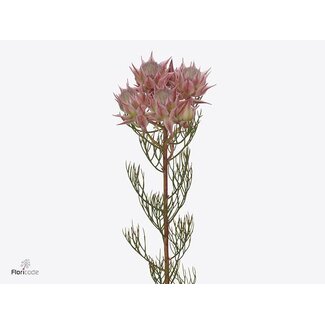 Freshy Serruria Ay Shooting Star