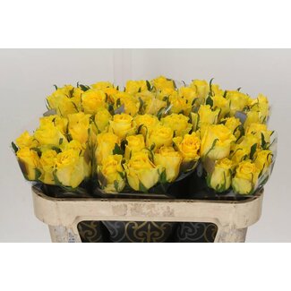 Freshy Rosa Golden Smile