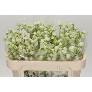 Freshy Delphinium El Dewi Siberia