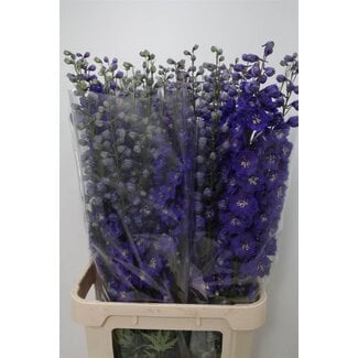 Freshy Delphinium El Delphinium Bl Emerald