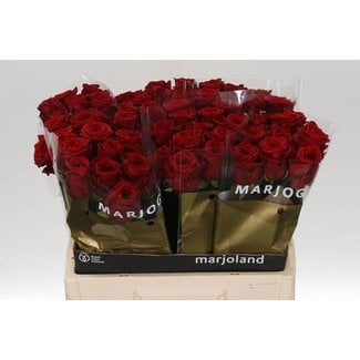 Freshy Rosa Red Naomi Marjo