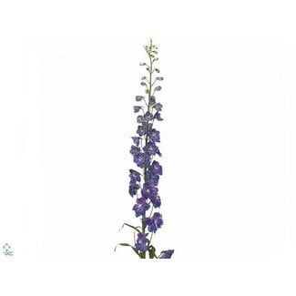 Freshy Delphinium El Guard Blue