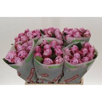 Freshy Rosa Maritim