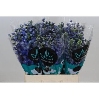 Freshy Delphinium El Guard Blue