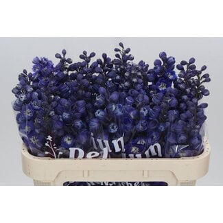 Freshy Delphinium Du Dew Dark Blue Smile