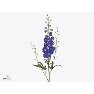 Freshy Delphinium El Delphinium Bl Emerald