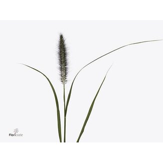 Freshy Pennisetum Alo Redhead