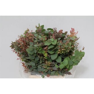 Freshy Eucalyptus Stuart Nature 150gr Short (p. bos)