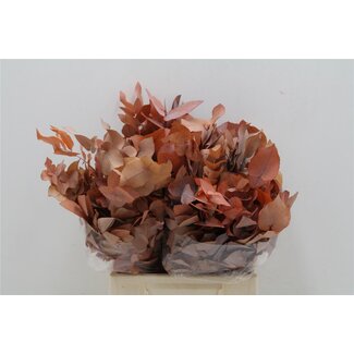 Freshy Eucalyptus Stuart Pres Orange 150gr Short (p. bos)