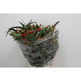 Freshy Eucalyptus Kardinaal 500gr (p. bos)