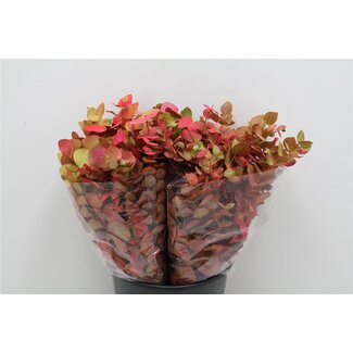 Freshy Eucalyptus Cinerea Col Autumn Mix Short (p. bos)