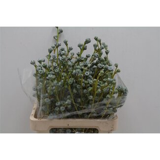 Freshy Eucalyptus Boule 250gr (p. bos)