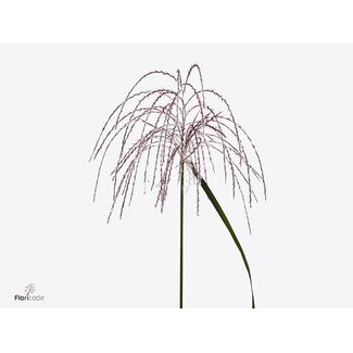 Freshy Miscanthus Sin Memory
