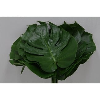 Freshy Monstera Blad 27cm