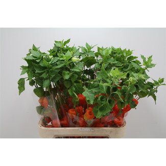 Freshy Physalis lampion L.90 X10
