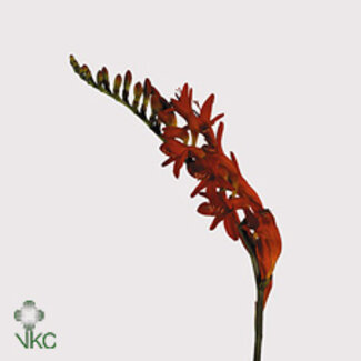Freshy Crocosmia Bes Lucifer