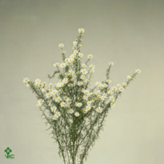 Freshy Aster Monte Cassino