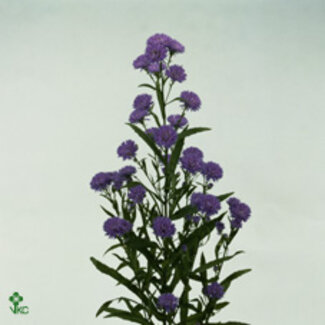 Freshy Aster Astee Parade