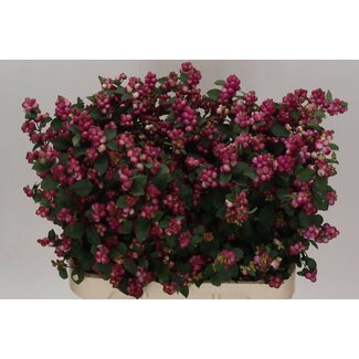 Freshy Symphoricarpos Mag Treasure